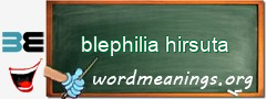 WordMeaning blackboard for blephilia hirsuta